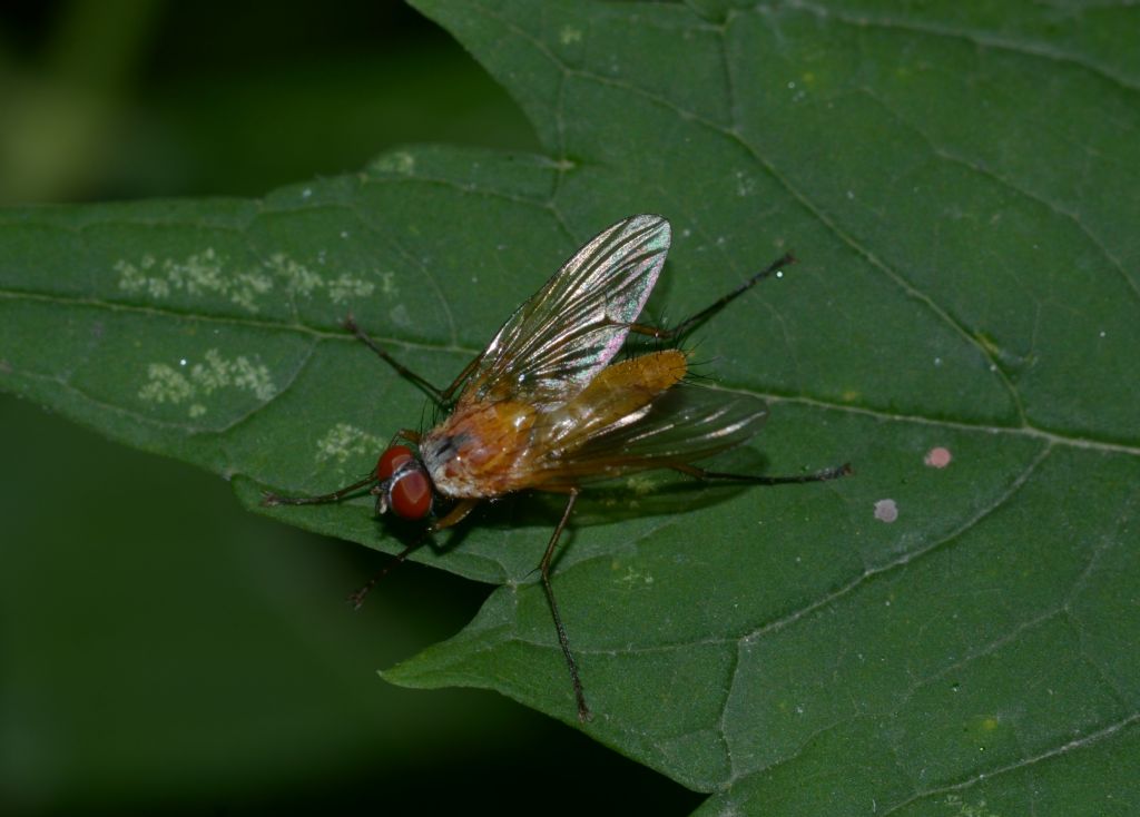 Achanthiptera rohrelliformis ? S